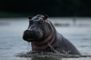 Colombia autoriza eutanasia de hipopótamos de Escobar