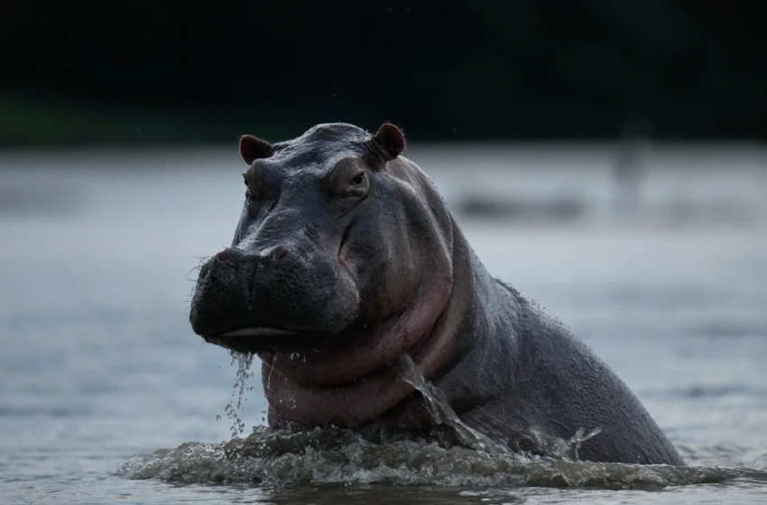 Colombia autoriza eutanasia de hipopótamos de Escobar