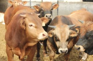 China suspende exportación de carne de tres plantas brasileñas