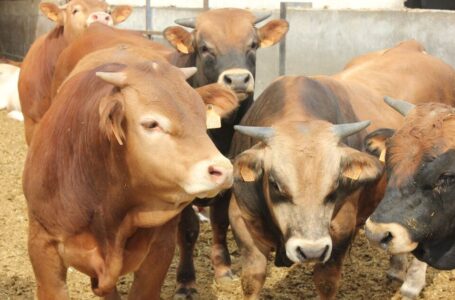 China suspende exportación de carne de tres plantas brasileñas